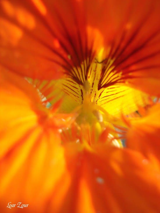 Lumineuse beauté