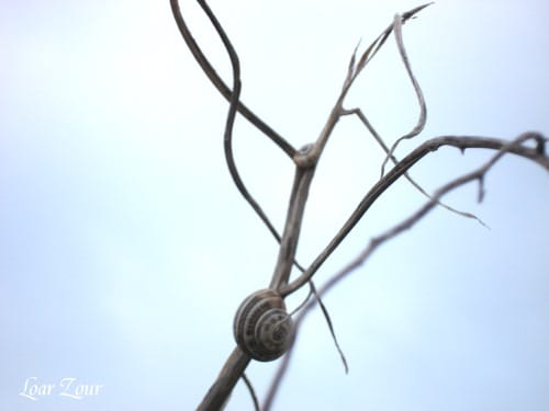 Spirale