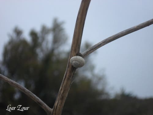 Spirale