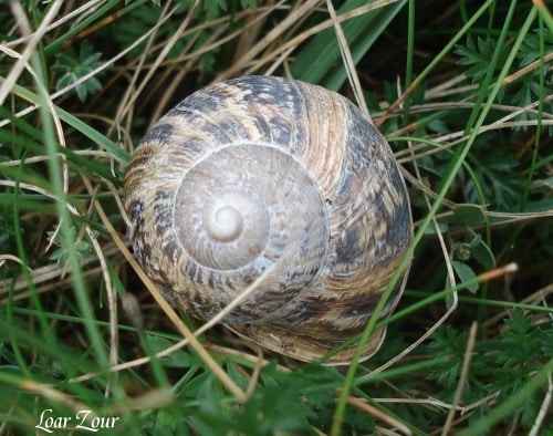 Spirale