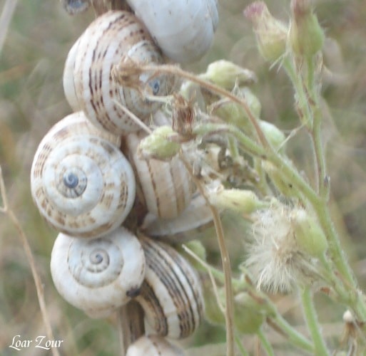 Spirale
