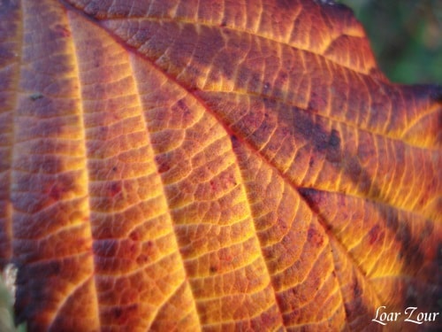 feux d'automne