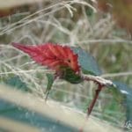 Feux d'automne