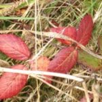 Feux d'automne