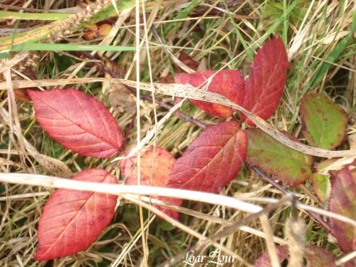 Feux d\'automne