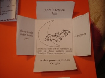 Lapbook Les Chauves-souris