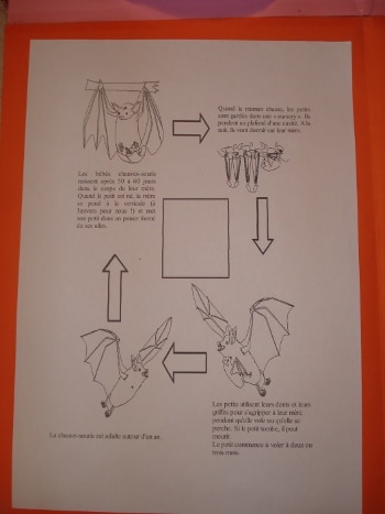 Lapbook Les Chauves-souris