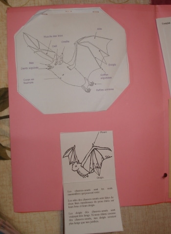 Lapbook Les Chauves-souris