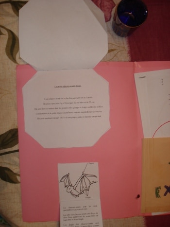 Lapbook Les Chauves-souris