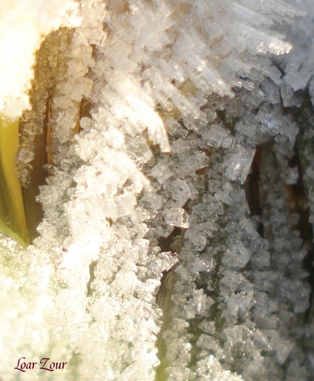 L'enfant des Glaces