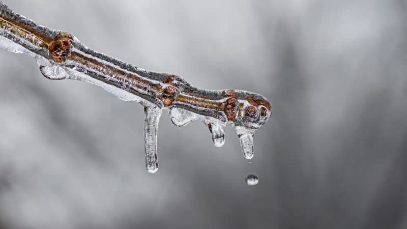 L'enfant des Glaces