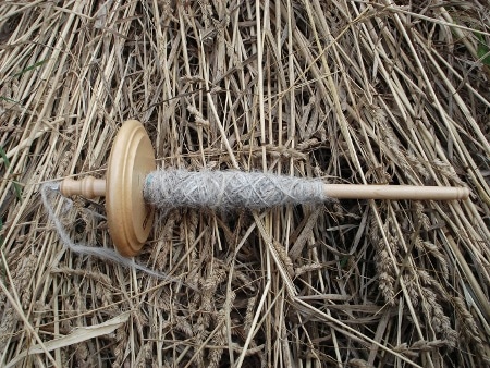 cochon d'Inde filé