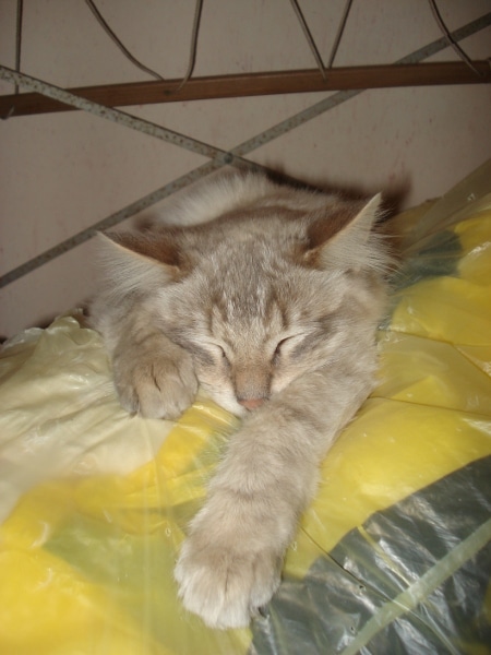 Cendrillon