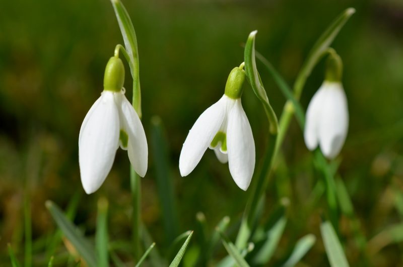 histoire pour Imbolc