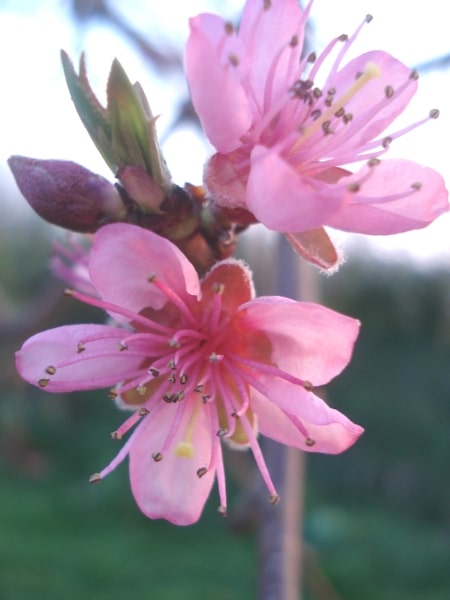Ti-pousse et le printemps