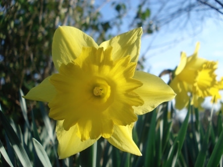 Verset pour la Dame de printemps