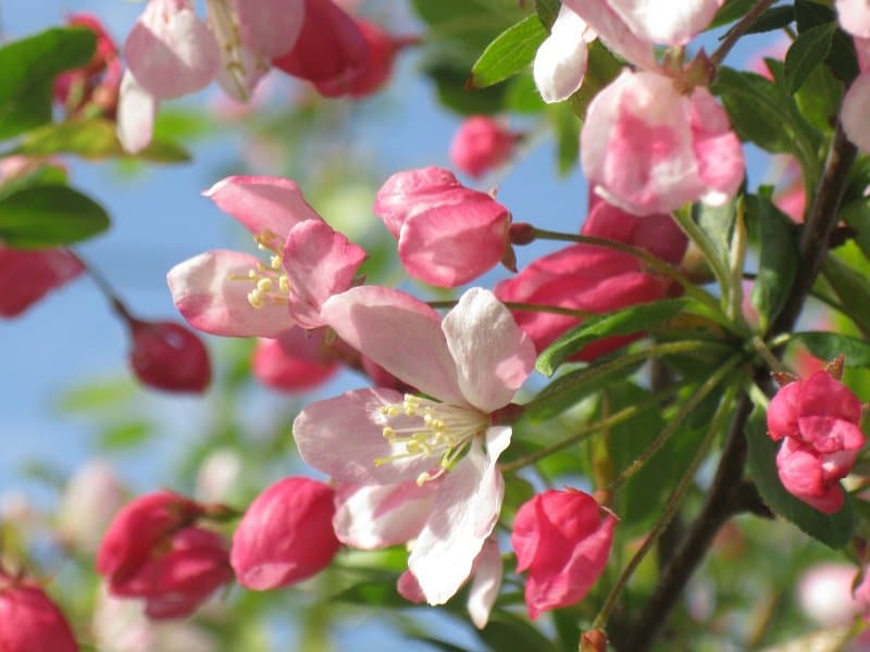 Fleurs de pommier
