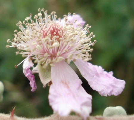 potager