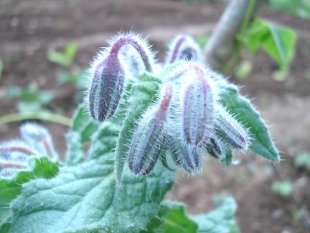 potager
