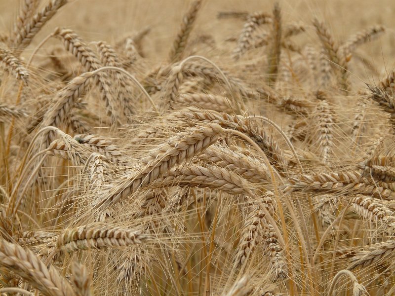 grain