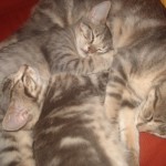 triskel et hermine