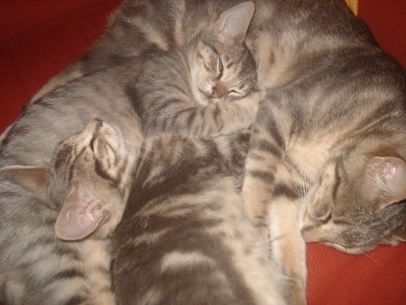 triskel et hermine