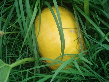 tetraskel