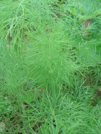 tetraskel