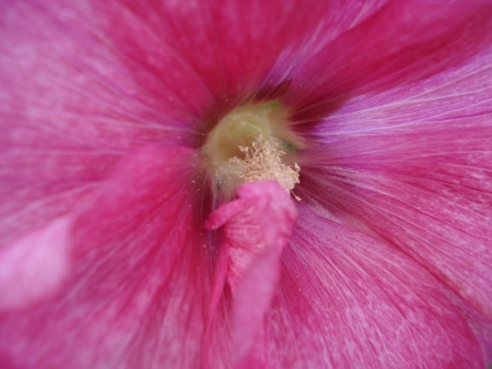 rose-tremiere