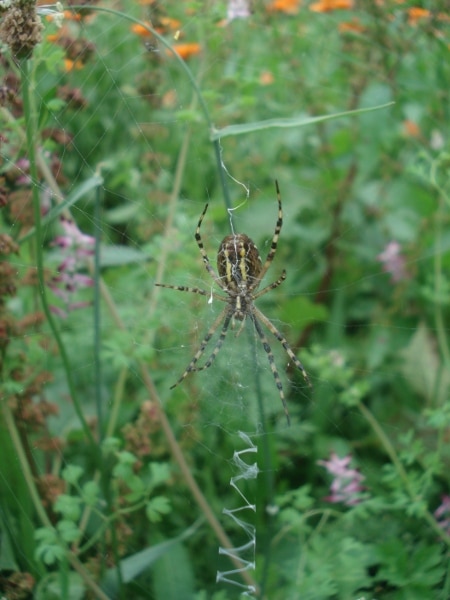 araignées des champs