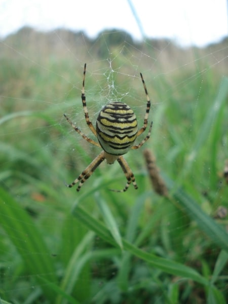 Argiopes Fasciées