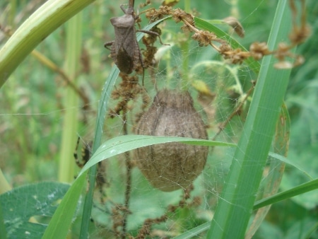 Argiopes Fasciées