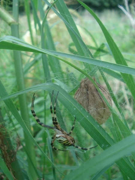 Argiopes Fasciées