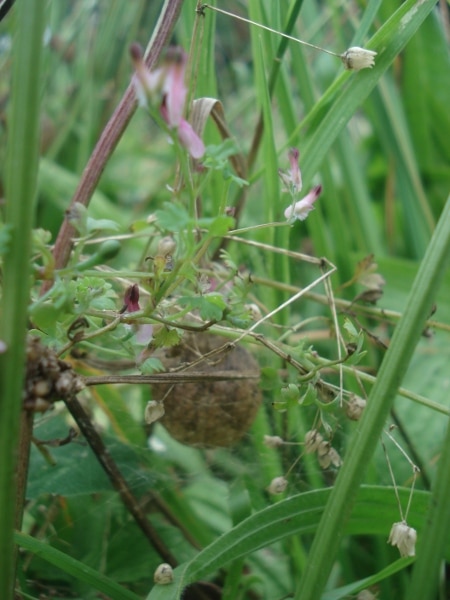 Argiopes Fasciées