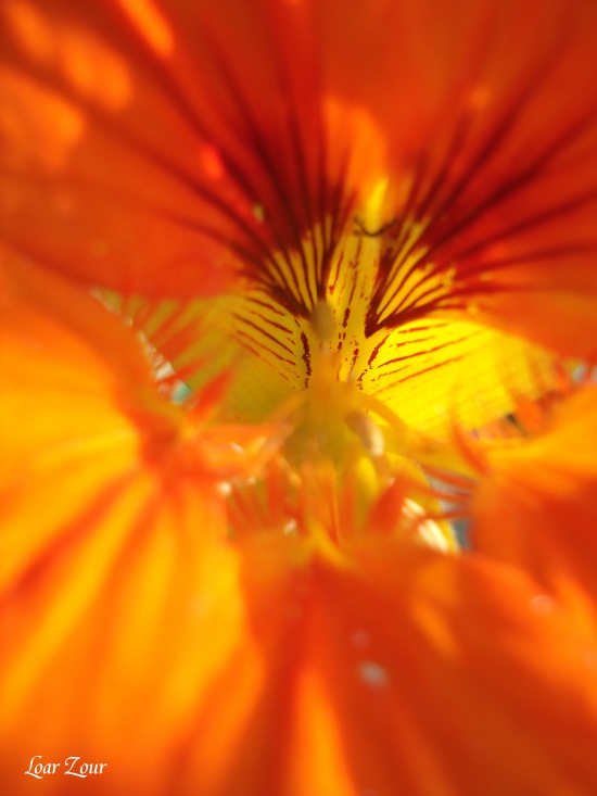 Lumineuse beauté