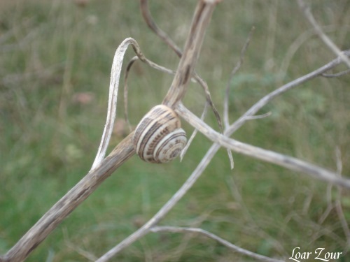 Spirale