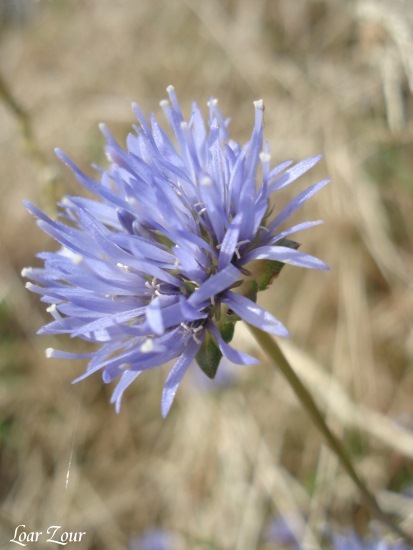 fleur bleue 01