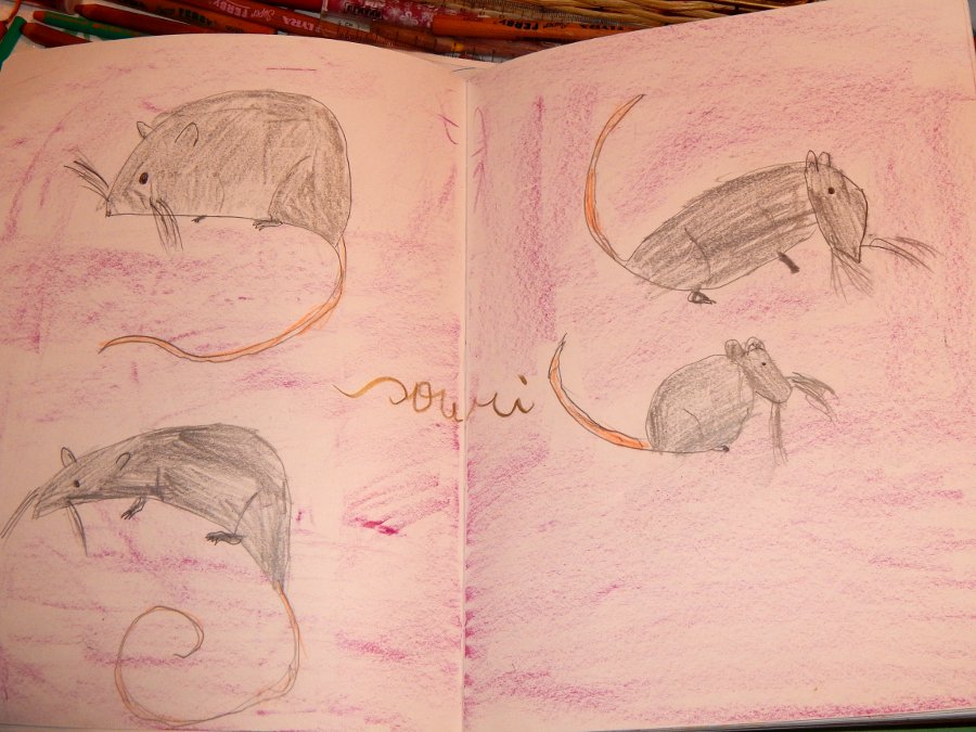 zoologie