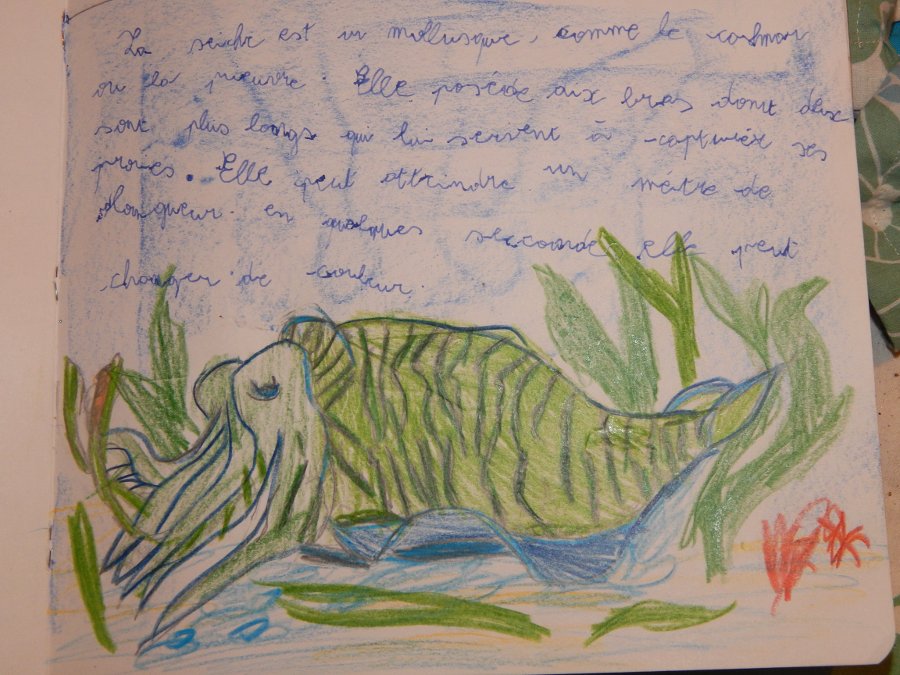 zoologie