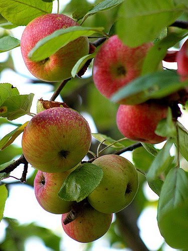 pomme