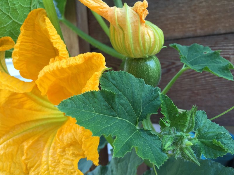 Courges d'automne