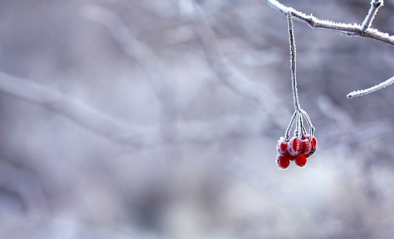 frozen 201495 1280 1