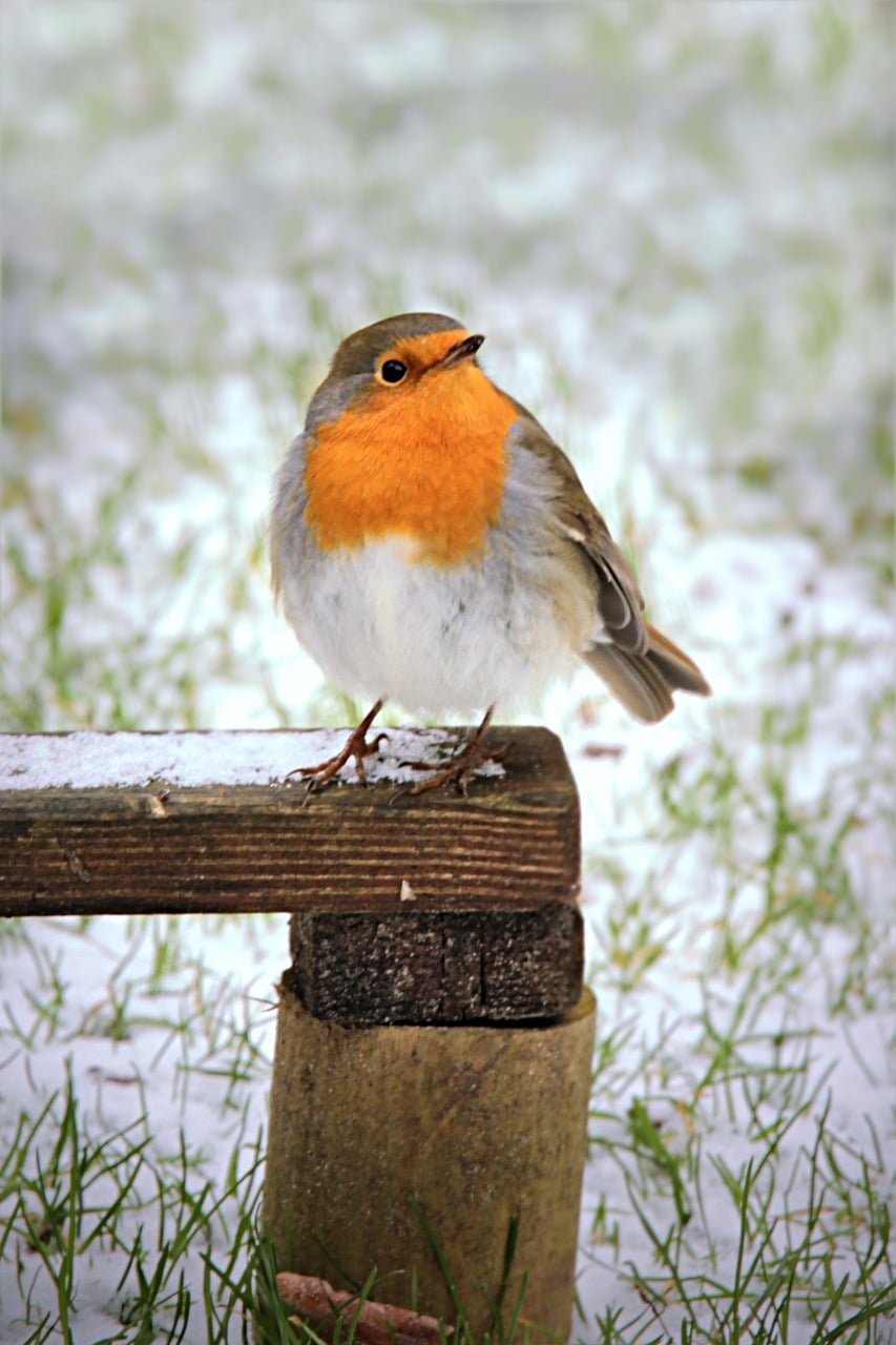 Poesies D Hiver Encore Poesies D Hiver Encore