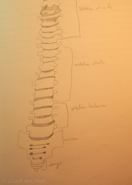 Colonne vertébrale