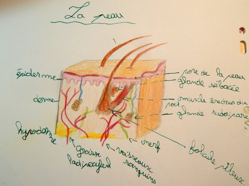 physiologie