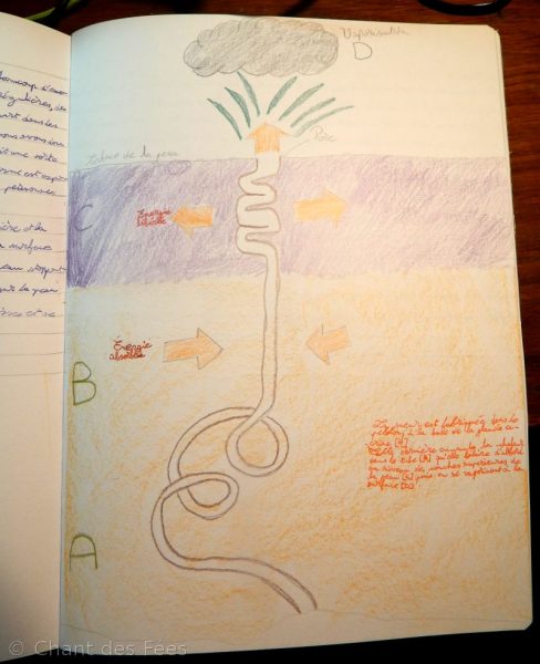 physiologie