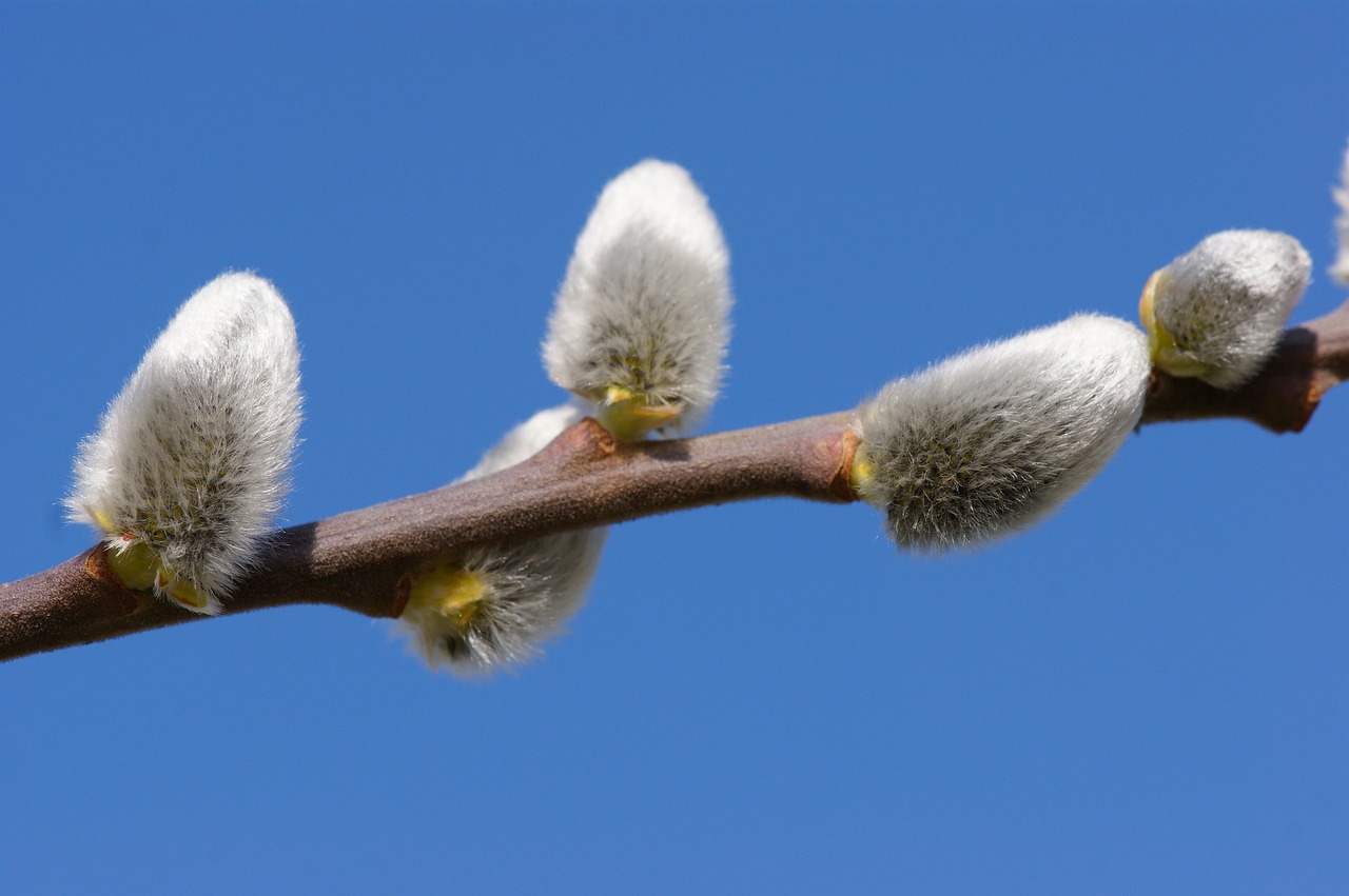 cercle de printemps