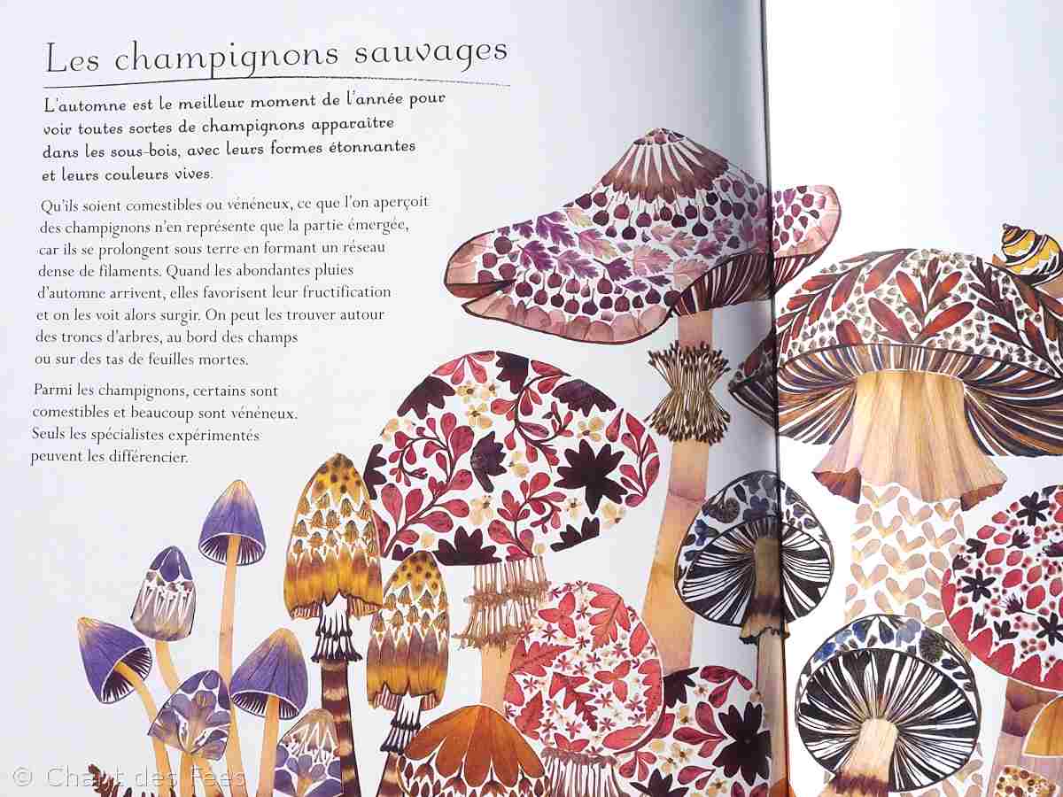 Champignons