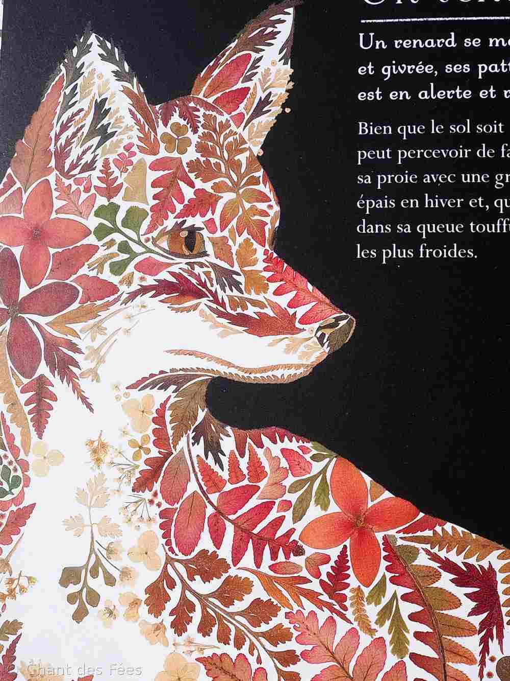 RenardNuit