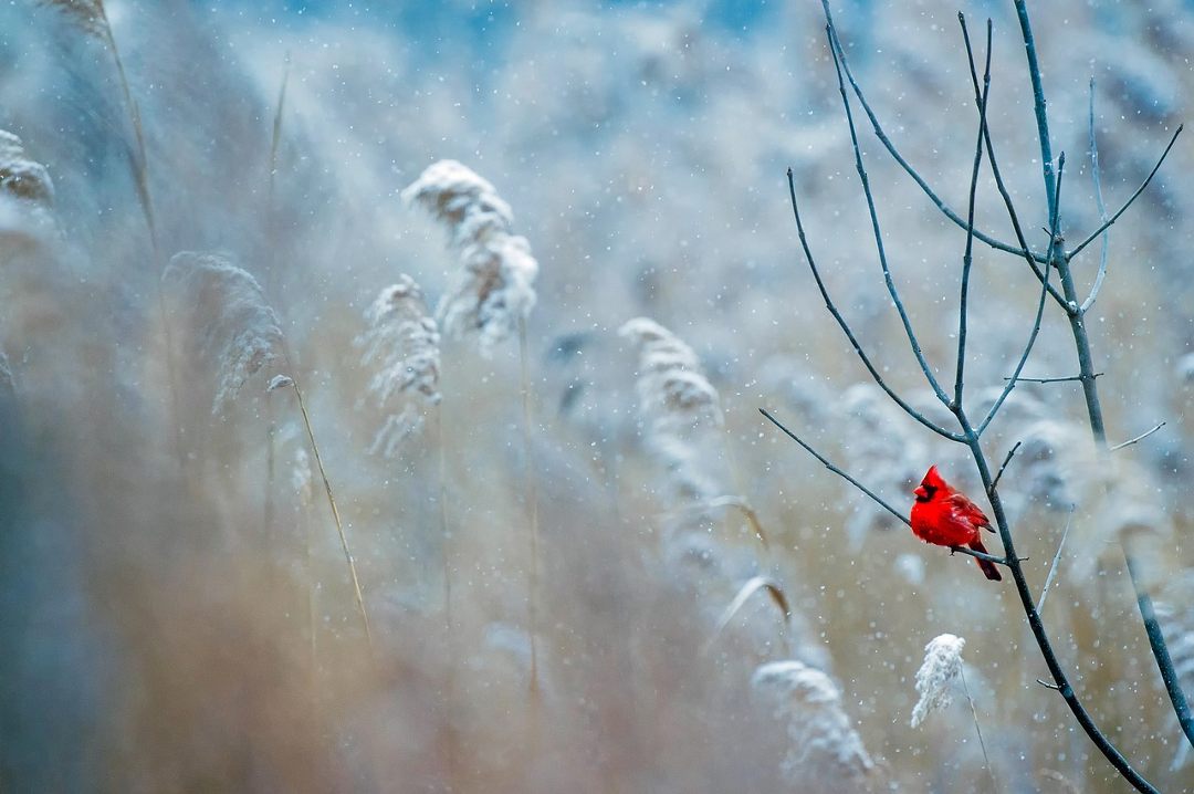 nourrir les oiseaux en hiver